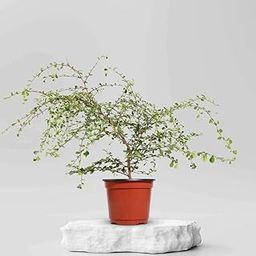 Live Carmona retusa Plant Fukien Tea Plant Good Looking Bonshai Plant 1 Live Healthy Plant-image-79