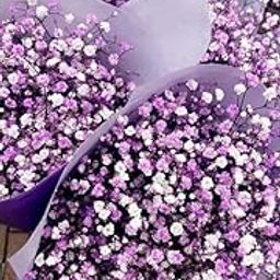 Decorative Baby Breaths Gifting Bouquet Naturally Dried Flower for Vase Filler for Home Dcor|Indoor |Office Dcor (Purple, 200gm)-image-33