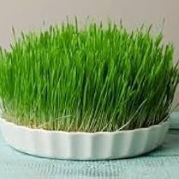 Durva grass seeds for home garden,100% gemenation (2000 seeds)-image-39