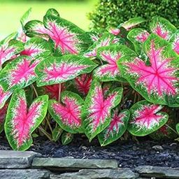 LIVE GREEN Imported Bulbs Caladium Rosebud Beautiful Colors for Gardening - Pack of 6 Bulbs, Red Green, (LG09)-16