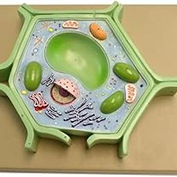 Plant Cell Model Teaching Equipment-picture-23