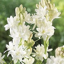 Audbhidhi tuberose Flower Bulbs For Home Gardening (pack of 2 bulbs)-image-124
