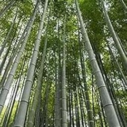 PS Agro Input Bambusa gigantea,Giant Bamboo Seeds for Farming, Planting -488-seeds-image-40