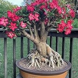 Desert Rose Adenium Bonsai Plant with Mixed Colour Flowers, Live Indoor Flowering Plant (pack of 1withoutpot) A_37-image-57