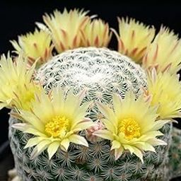Mammillaria Pectinifera Live Cactus Plant, Miniature Succulent, Set of 1 Yellow Flowers, Indoor/Outdoor Without pot..-image-85