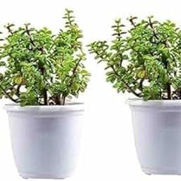 Kubera Jade Plant, Live Indoor Money Plant for Positive Energy and Prosperity, 18 cm Height, Red Pot (red and white)-image-35