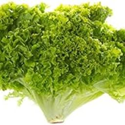 Exotic Lettuce Green Leaf/Batavia Seeds for Home Gardening (400 Seeds with More than 70% Germination) And Instruction Manual-image-77