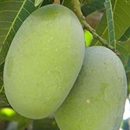 Ariya Langra King Of Mango Variety Grafted Fruit Live Plants & Tree-image-55