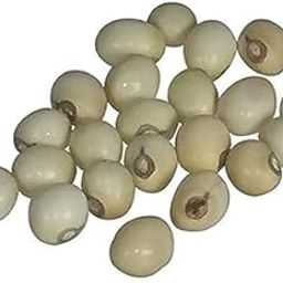 PE - Natural & Rare White Gunja - Swetha Gunja - Rakt Gunja - Gurivanta - White Rosary Pea - Chanoti - Latumoni - 51 Pieces-image-19