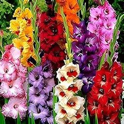Mixed Colour Sword Lily/Gladiolus Flower/Plural Gladioli Bulbs, Summer Blooming Perennial, 5 Pcs Bulbs for 75-120 cm Heighted indoor/outdoor colourful Plant.-image-42