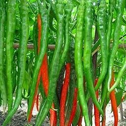 Long Chilli (Lambi Mirchi ke beej) Vegetable Seeds Pack Of 50 | Organic | for Planting in Home Kitchen Terrace Balcony Gardening-image-41