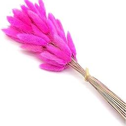 Zarwani Natural Bunny Tail Dried Pampas Grass for Home & Office Decor | Contains Approx 60 Stems (Dark Pink)-image-2