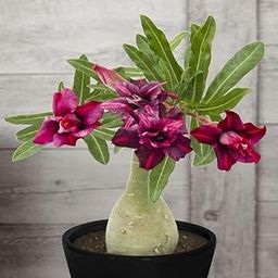 Bonsai Air Layered Adenium/Desert Roses Live Flower Plant,1 Healthy Live Decorative Flowering Plant, 1Ft Height in Nursery Grow Bag for Home Garden CF_20569-image-76