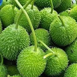 Hybrid F1 Kantola Seeds, Organic kakrol kantola Vegetable Seeds planting for home garden and farming, Pack of 11-image-32