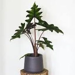 Alocasia Jacklyn Indoor Plant-image-30