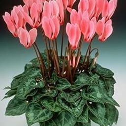 Siviga® Cyclamen flower bulbs for Your Garden | peach Cyclamen Flowering Plants bulb | all season Flowering bulbs for Planters pack of 1 bulbs-image-57