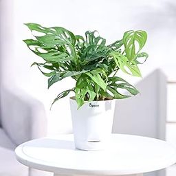 Ugaoo Philodendron Broken Heart Indoor Plant With Self Watering Pot - Monstera Adansonii-image-91