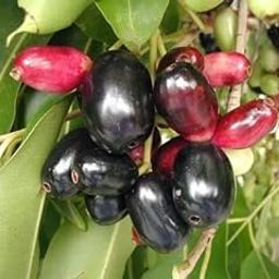 Oxygreenplant Badama Jamun, Malabar plum, Java plum, Jaam,black plum, jamun, jaman, jambul, or jambolan Grafted Healthy Live Plant Actual Plant Height .1 ft to 2-picture-14