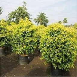 Ficus Benjamina Golden Color Sapling Golden Ficus Live Plant Decorative Plant Indoor/Outdoor Live Healthy Plant Pack of 1 (Plant height 1 feet)-image-56