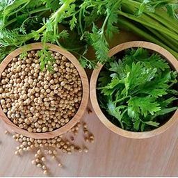 Zeniso® Coriander (Dhaniya) Hybrid Seeds, Indian Vegetable Seeds, High Germination Seeds For Home & Garden-image-55