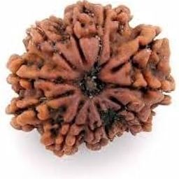 Astro Cart 12 Mukhi Nepal Rudraksha Bead Barah Mukhii Rudraksh Original Certified बारह मुखी रुद्राक्ष Twelve Face Rudrakshaa Pendant Blessed Lord Vishnu for Jap-7