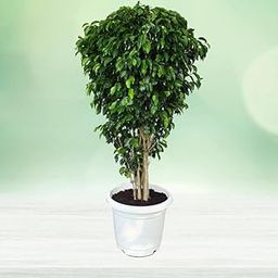 Plants Live Nursery Ficus Benjamina, Weeping Fig - Plant-image-93