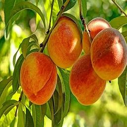 healthy vibe Peach Aadu Grafted Fruit Plant Easily Grow At Terrace And Balcony At Home Early Fruiting Plant | 36-40 Inches Height | Outdoor (Balcony/Terrace/Lawn) | By The Roop Nursery-image-83