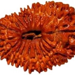 BluDiamond Certified 17 Mukhi Rudraksha Original Nepal Brown Satrah Mukhi Rudraksha सत्रह मुखी रुद्राक्ष 17 Faced Rudraksha 29mm 17 मुखी रुद्राक्ष Seventeen Face Rudraksha For Locket-picture-12