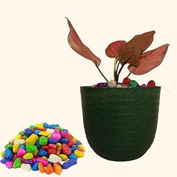 Eco-Friendly Indoor Plant Pot with Pebbles | Ideal for Office Desk, Balcony & Home | UV Resistant Plastic Planter with Modern Design | Pack of 1, Green-image-60