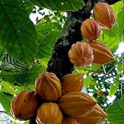 Baisakhi Nursery Cocoa Tree Plant, Live Hybrid Variety with Grow Bag, Single Pack-image-92