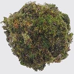 TGH The Garden Hub Natural Dried Moss Grass, Decorative Green Moss, 100% Organic-image-8
