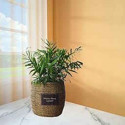 ATORSE Straw Weaving Planter Basket Rustic Container for Living Room Hallways Party Medium Belly-image-4