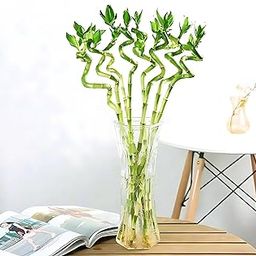 Amulya Farms Spiral Bamboo Sticks 50cms Set of 4 | Lucky Live Bamboo Plant for Home Decoration | Dancing Stems | Indoor Feng Shui Plants for Prosperity | Ideal for Living Room & Office Decoration |-image-1