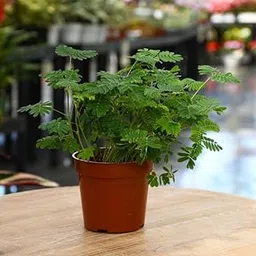 generic INGLIS PLANTOPIA Live Sensitive Plants ((Mimosa pudica) chui mui Plant with pot-picture-48