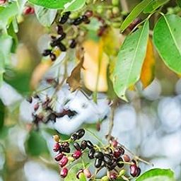Your Shop Rare Syzygium cumini (Jambolan/Java plum/Black plum/Jamun) Tropical Fruit Plant (1 Healthy Live Plant)-picture-18