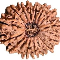 BluDiamond 16 Mukhi Rudraksha Pendant Natural Solah Mukhi Rudraksha Prayer Bead 16 मुखी रुद्राक्ष Sixteen Face Nepali Rudraksha सोलह मुखी रुद्राक्ष Blessing Lord Raghupati-picture-44