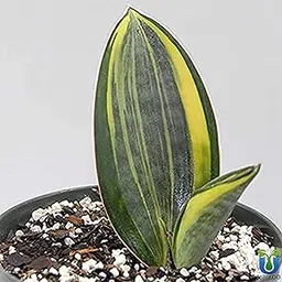 generic UGALOO Sansevieria Masoniana Whale Fin Snake Plant Air Purifying Variegated-picture-23
