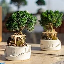 Air purifier plants indoor oxygen,Kamini plant (Pack of 2 With Pot)-image-65