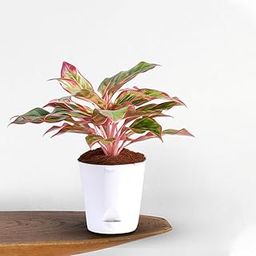 FUTURE ROOTS Aglaonema Red Lipstick Plant | Air Purifying Tropical Houseplant | Red Indoor Plants for Living Room & Home Décor | Indoor Live Plant with Self Watering Pot - Medium-image-31
