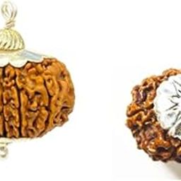 नेचुरल 19 मुखी रुद्राक्ष ओरिजनल Natural 19 Mukhi Rudraksha Original Certified Pure Quality Nineteen Face Rudraksha Blessed Bead Unnis Mukhi Rudraksha With Free 5 Mukhi Rudraksha-55