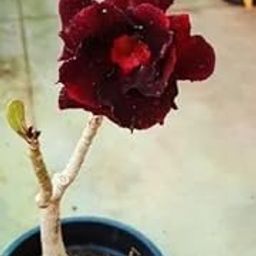 Hybrid Grafted Adenium Bonsai Desert Rose Flower Indoor Plant MultiColour Mixed Variety Mature for Flowering with Free Plastic Pot Pack of 1-image-91