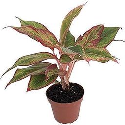 Aglaonema Plant Lipstick Indoor Live Ideas For Bedroom (Healthy Plant)-picture-27