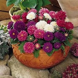 Beautifull Aster Mixed Flower seeds for Home Gardening pack of 50 seeds-image-97