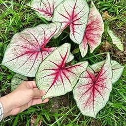 Siddhi Vinayak Gallery® Caladium flower bulbs multicolor shade 11 Flower Bulb For Indoor & Outdoor Gardening Pack of 1-image-27