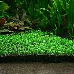 SANSEFERO Carpet LIVE Seeds for Aquarium Pack of 1 (Pack of 1)-image-60