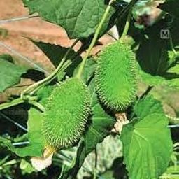 Spine gourd plant live (pack of 1)-image-25