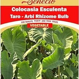 SENECIO� Colocasia Esculenta Taro Arbi, Live Rhizomes Bulb For Growing Pack for Kitchen Terrace Indoor Garden (5)-image-23