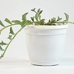 Strings of Dolphins, Senecio peregrinus Succulent Live Plant by India Gardening-image-45