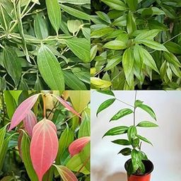 Bay leaf plant, Live Bay leaves plant Tej patta Tamalpatra Indian bay leaf pack of 1-image-62