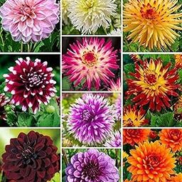 GREENOUT Dahlia Double Mix F1 Hybrid Dwarf Variety Flower Seeds | Dahlia Double Mix F1 Hybrid Seeds | Dwarf Variety Flower Seeds For Home Gardening - 50 Seeds Pack-image-30